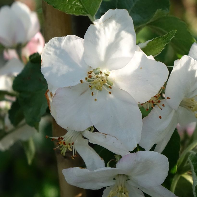 Pflaume Węgierka Dąbrowicka - Prunus domestica (Blüte)