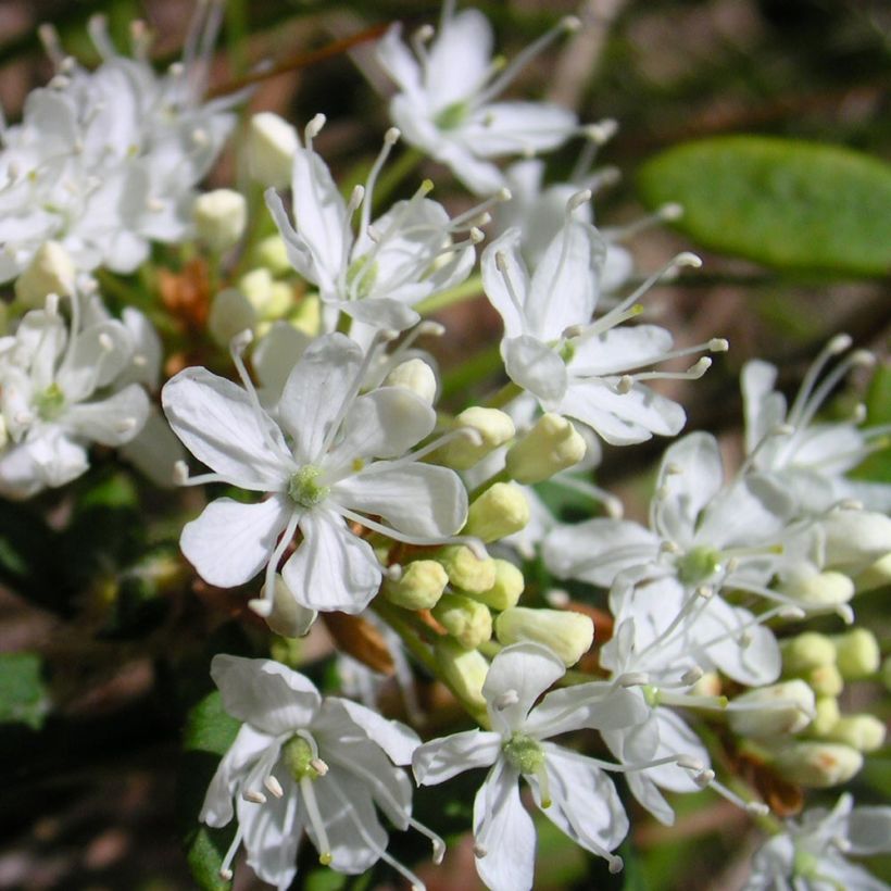 Kugelkirsche Umbraculifera - Prunus eminens (Blüte)