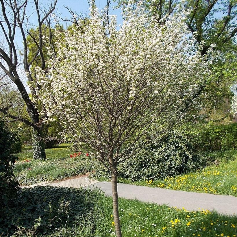 Kugelkirsche Umbraculifera - Prunus eminens (Wuchs)
