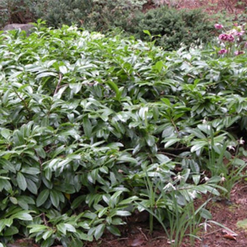 Kirschlorbeer Mount Vernon - Prunus laurocerasus (Wuchs)