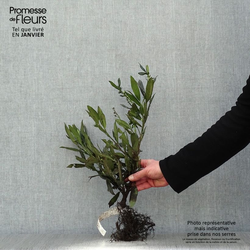 Exemplar von Kirschlorbeer Otto Luyken - Prunus laurocerasus Wurzelnackt wie im Winter geliefert