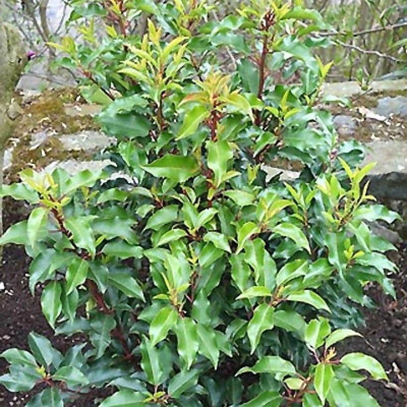 Portugiesische Lorbeerkirsche Brenelia - Prunus lusitanica (Wuchs)