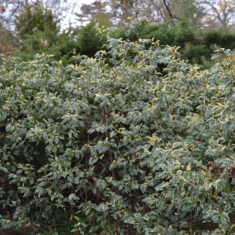 Portugiesische Lorbeerkirsche Variegata - Prunus lusitanica (Plant habit)