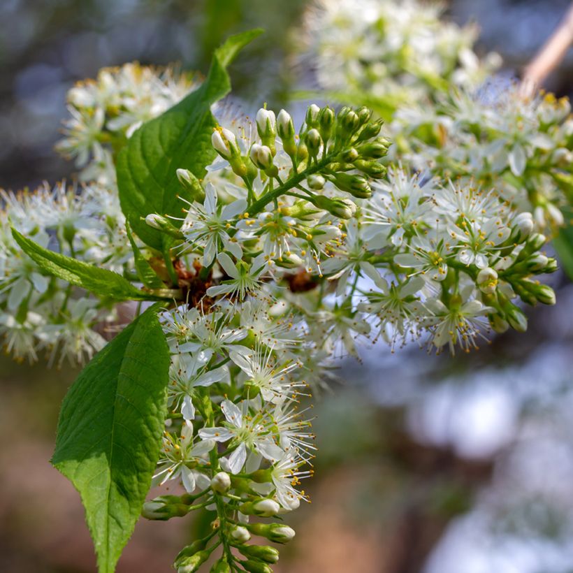 Mandschurische Kirsche Amber Beauty - Prunus maackii (Blüte)