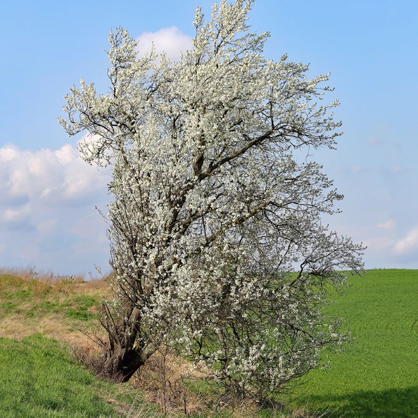 Steinweichsel - Prunus mahaleb (Wuchs)