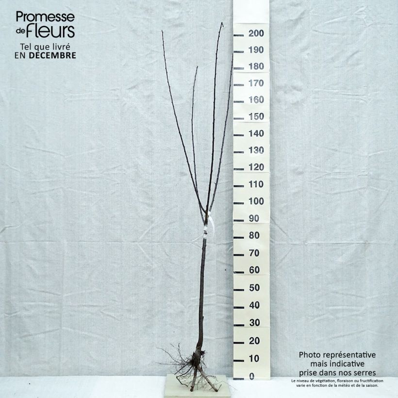 Example of Mirabellenbaum Mirabelle de Nancy - Prunus Wurzelnackt, Gobelet-Form as you get in hiver