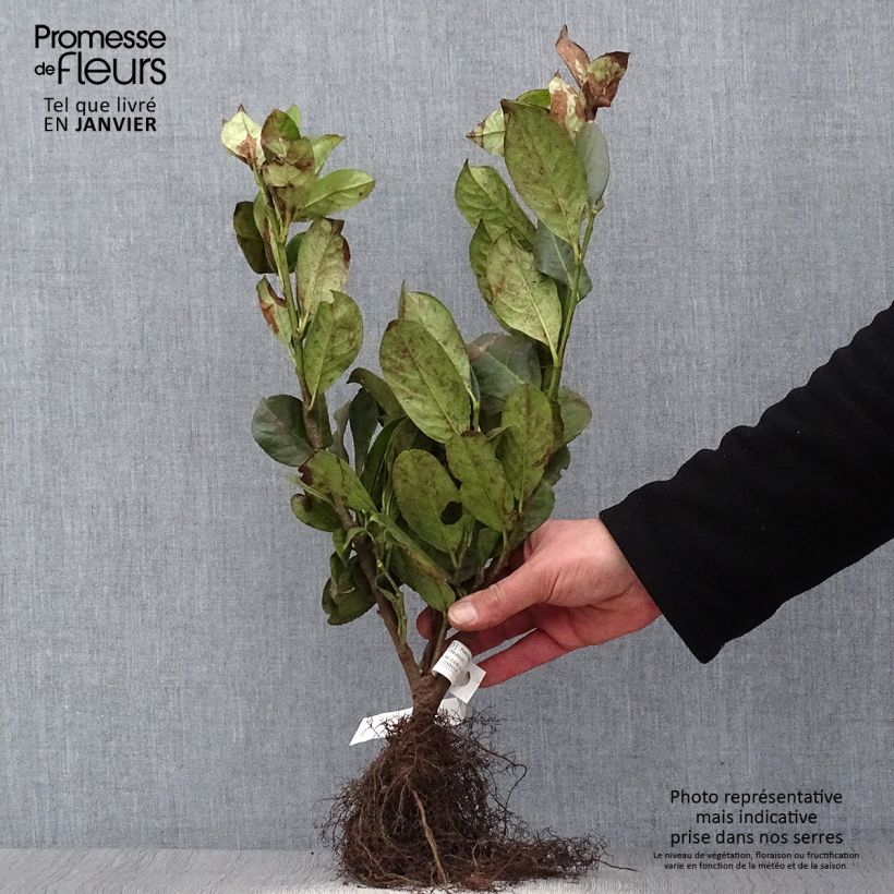 Exemplar von Gewöhnliche Trauben-Kirsche - Prunus padus Wurzelnackt wie im Winter geliefert