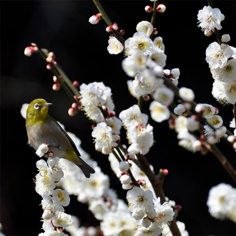 Zierpfirsich Taoflora White - Prunus persica (Blüte)