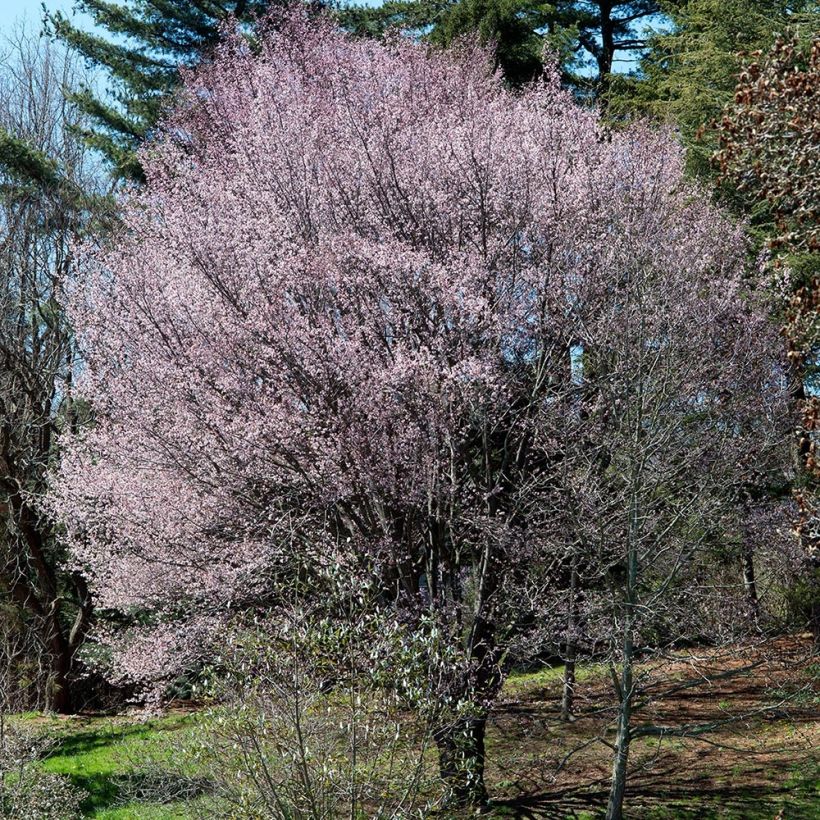 Sargents Kirsche - Prunus sargentii (Wuchs)