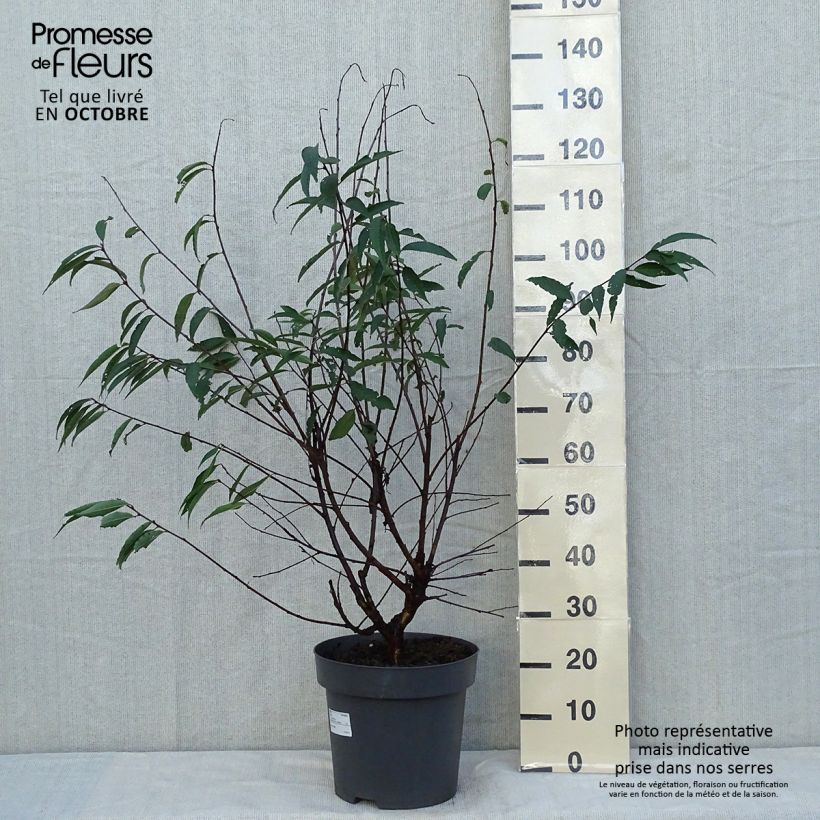 Exemplar von Mahagoni-Kirsche - Prunus serrula Topf mit 12L/15L wie im Herbst geliefert