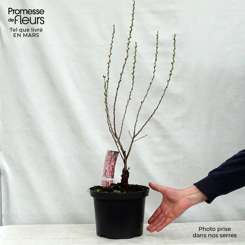 Exemplar von Zwergmandel Fire Hill - Prunus tenella Topf mit 3L/4L wie im Frühjahr geliefert