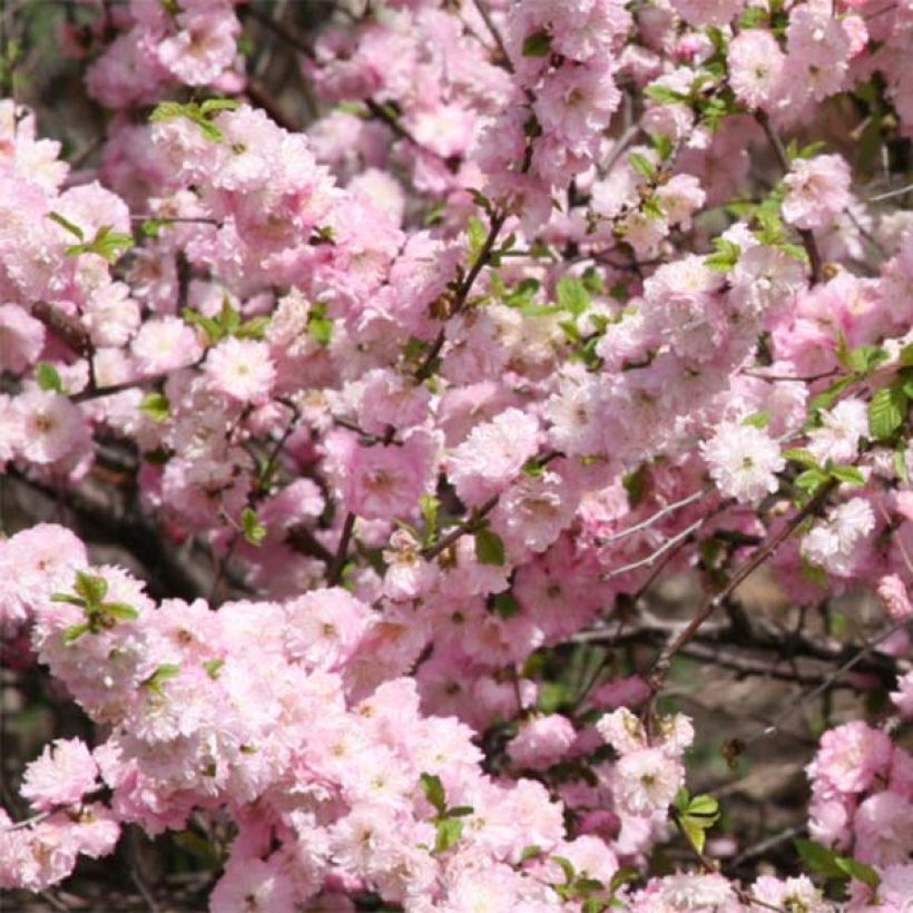 Mandelbäumchen - Prunus triloba (Flowering)