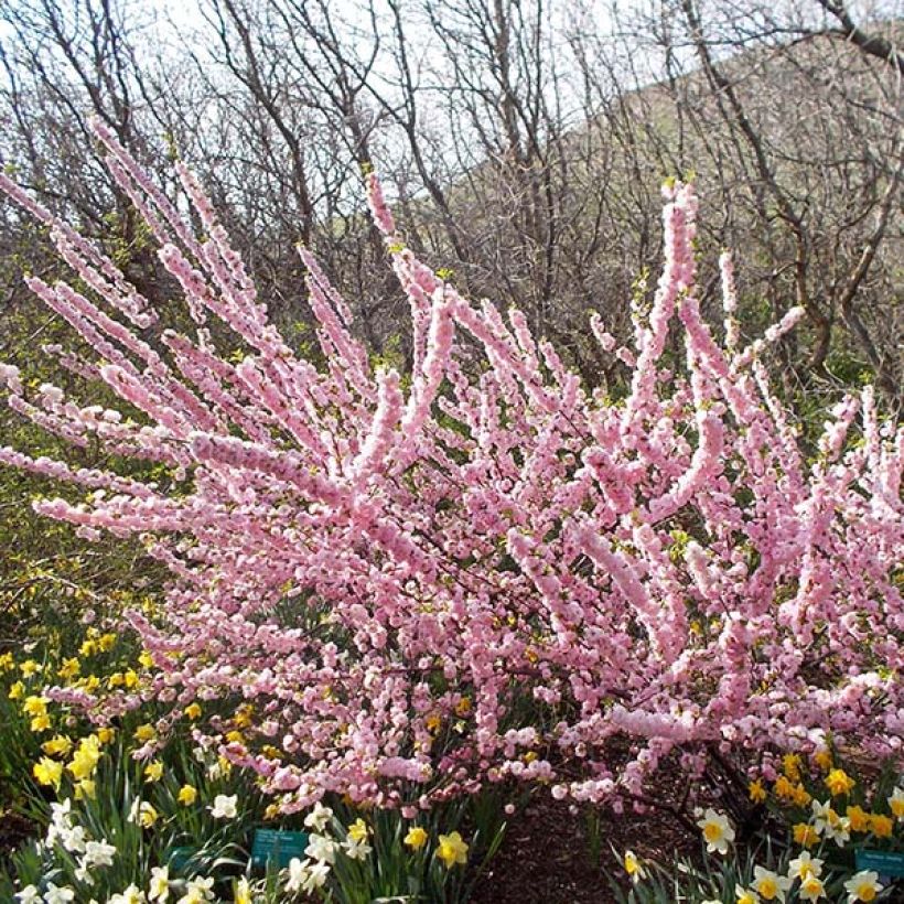 Mandelbäumchen Multiplex - Prunus triloba (Wuchs)