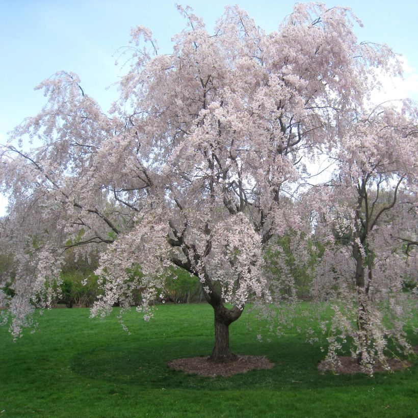 Zierkirsche Pendula Rubra - Prunus subhirtella (Wuchs)