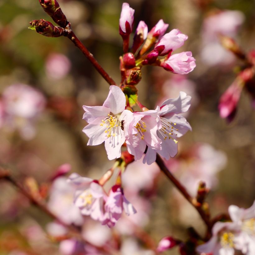 Kurilen-Kirsche Ruby - Prunus nipponica var. kurilensis (Flowering)