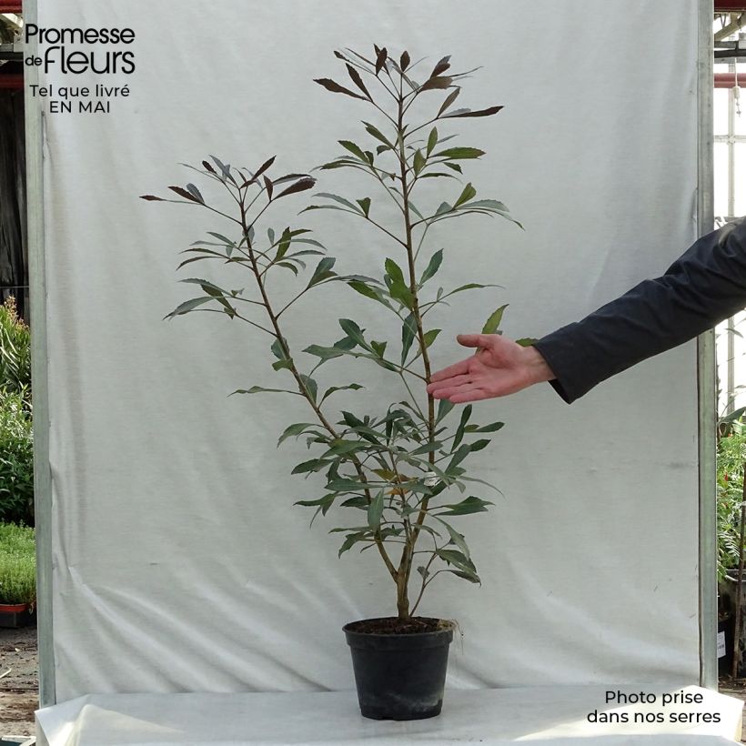 Example of Pseudopanax Dark Star Topf mit 2L/3L as you get in printemps
