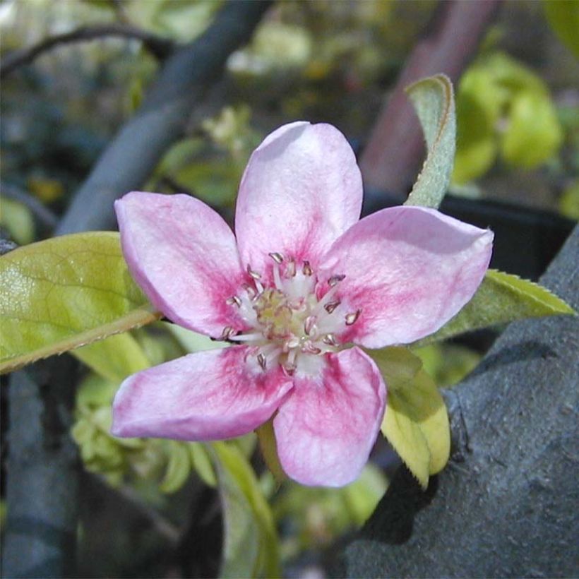 Pseudocydonia sinensis - Chinesische Quitte (Flowering)