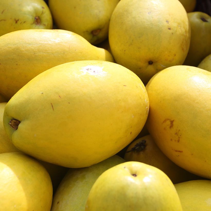 Pseudocydonia sinensis - Chinesische Quitte (Harvest)