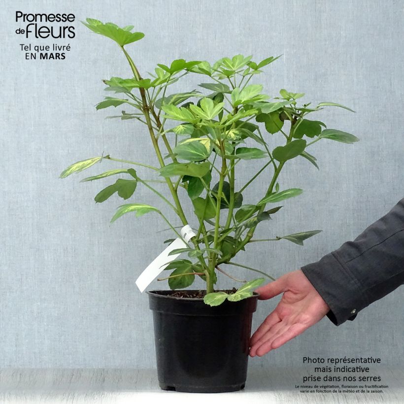 Example of Pseudopanax Gecko Gold Topf mit 3L/4L as you get in printemps