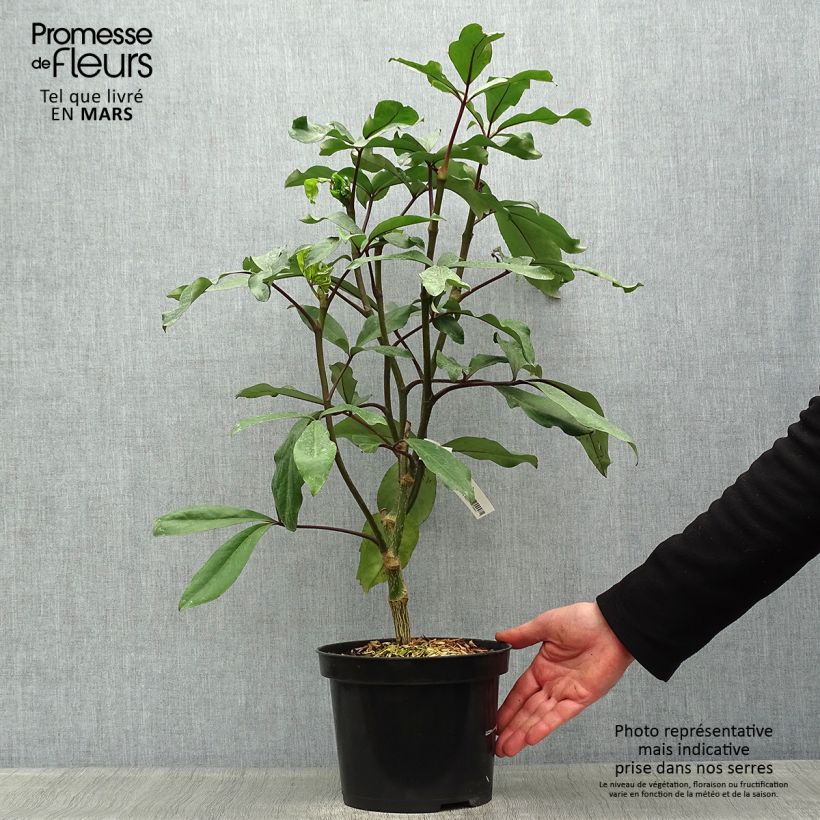 Example of Pseudopanax laetus Topf mit 3L/4L as you get in printemps