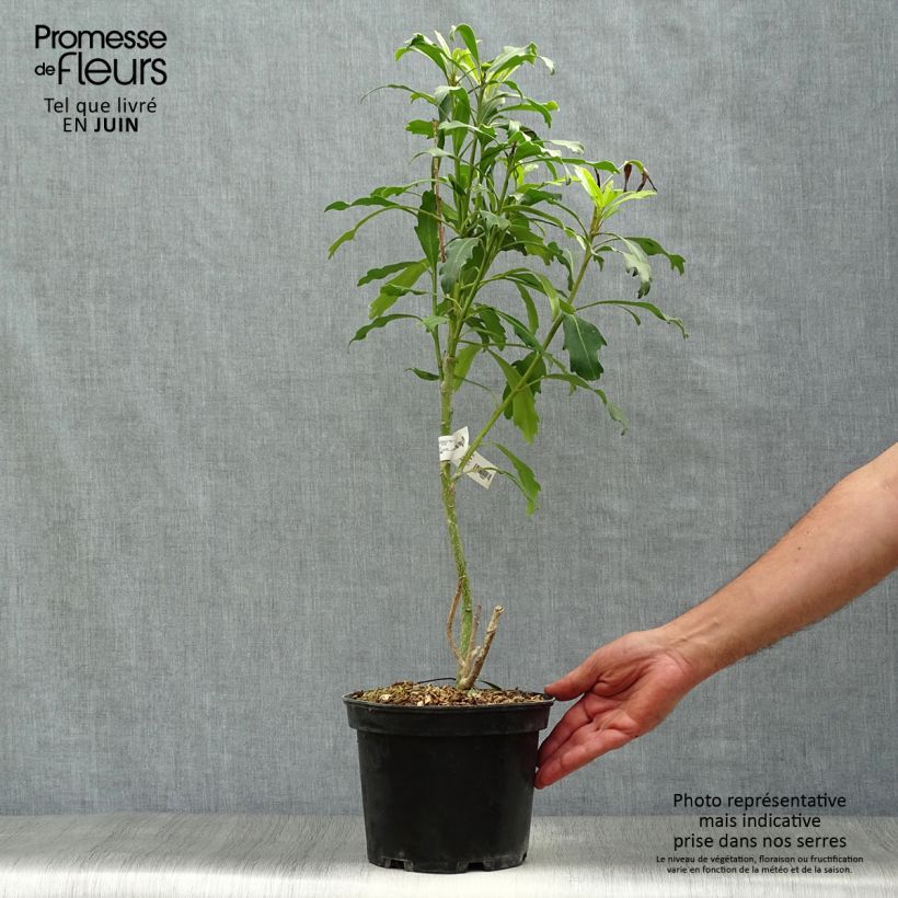 Exemplar von Pseudopanax Goldfinger Topf mit 3L/4L wie im Sommer geliefert