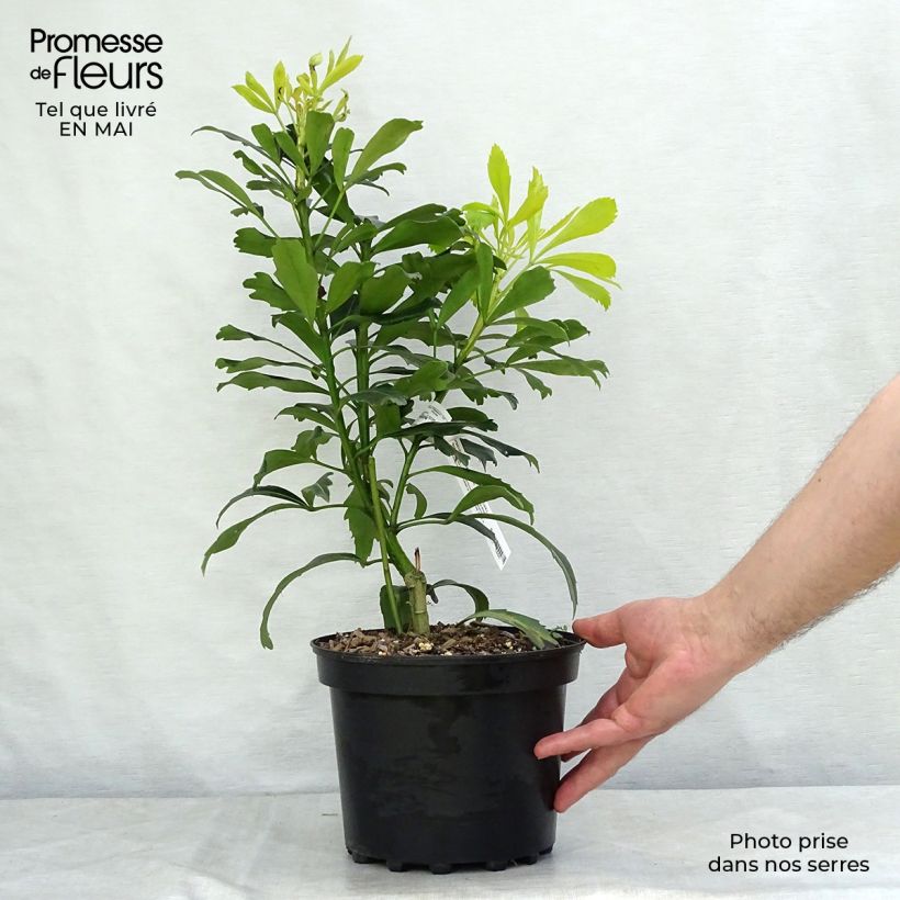 Example of Pseudopanax Goldfinger Topf mit 3L/4L as you get in printemps