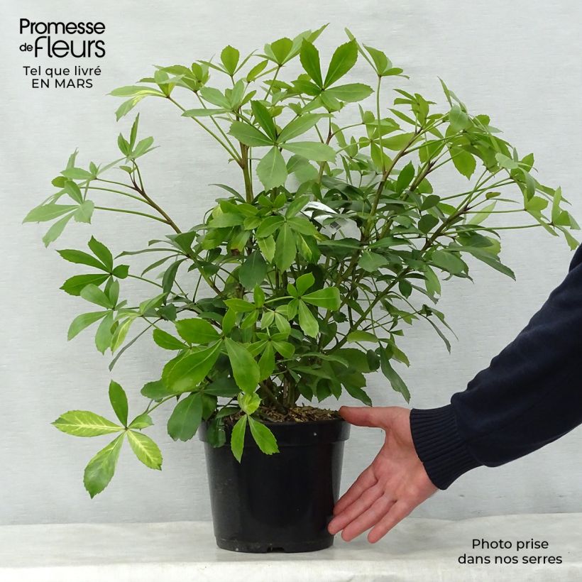 Example of Pseudopanax Goldsplash Topf mit 3L/4L as you get in printemps