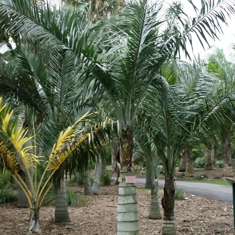 Pseudophoenix sargentii - Sargents Palmettopalme (Wuchs)