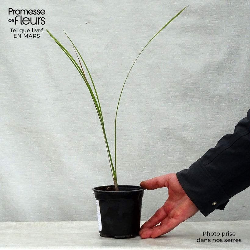 Exemplar von Pseudophoenix sargentii - Sargents Palmettopalme Topf 12 cm / 13 cm wie im Frühjahr geliefert