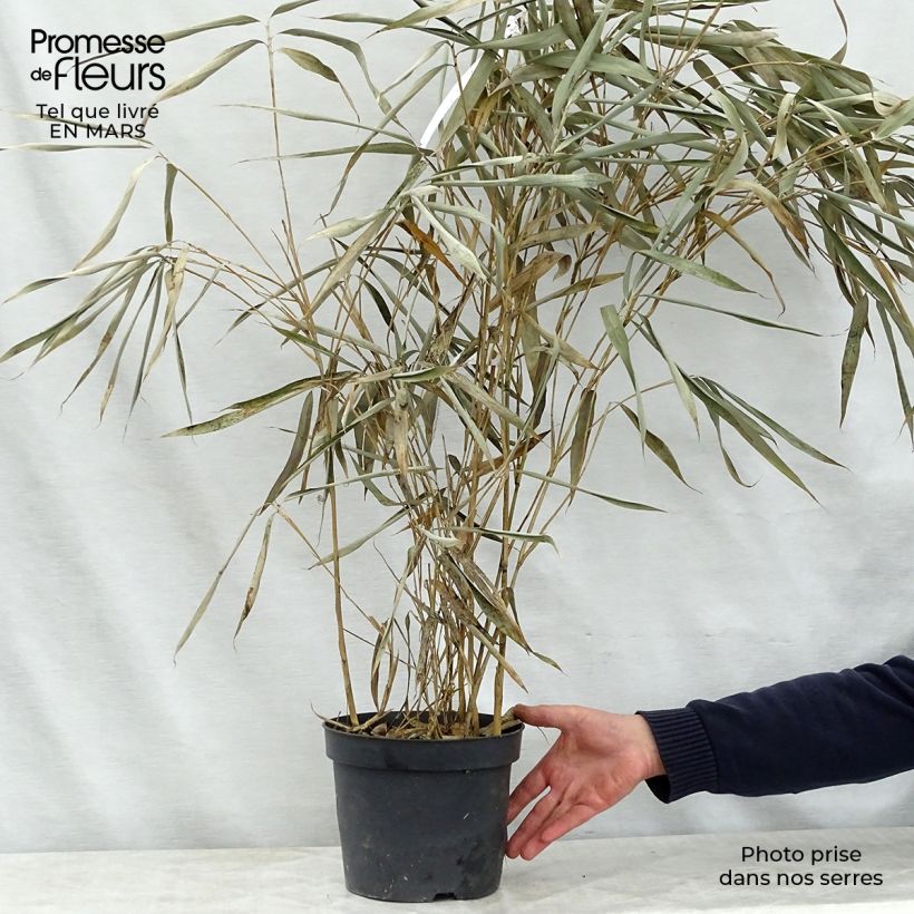 Example of Pseudosasa japonica Tsutsumiana - Breitblattbambus Topf mit 4L/5L as you get in printemps