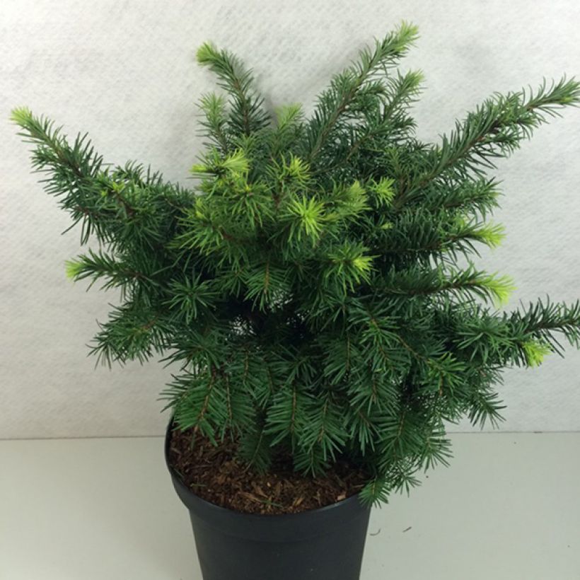 Pseudotsuga menziesii Fletcheri - Douglasie (Wuchs)