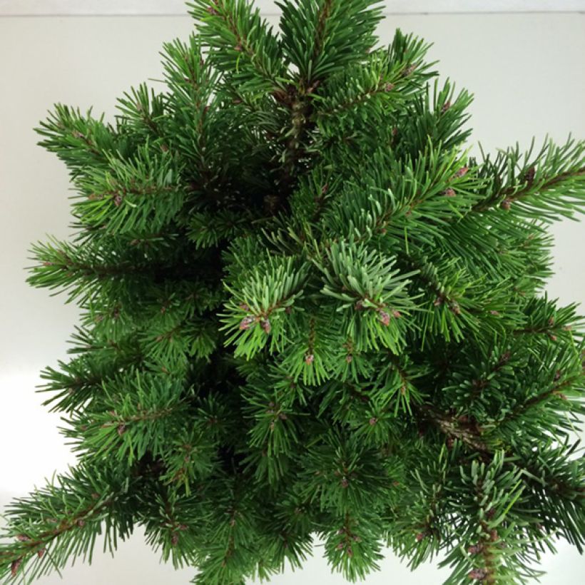 Pseudotsuga menziesii Pannenhoef - Douglasie (Foliage)