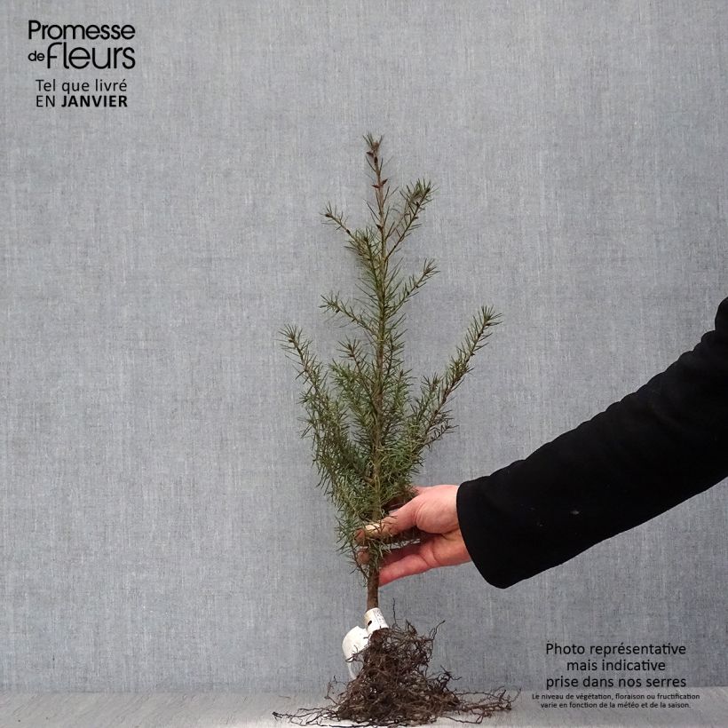 Example of Pseudotsuga menziesii - Douglasie Wurzelnackt as you get in hiver