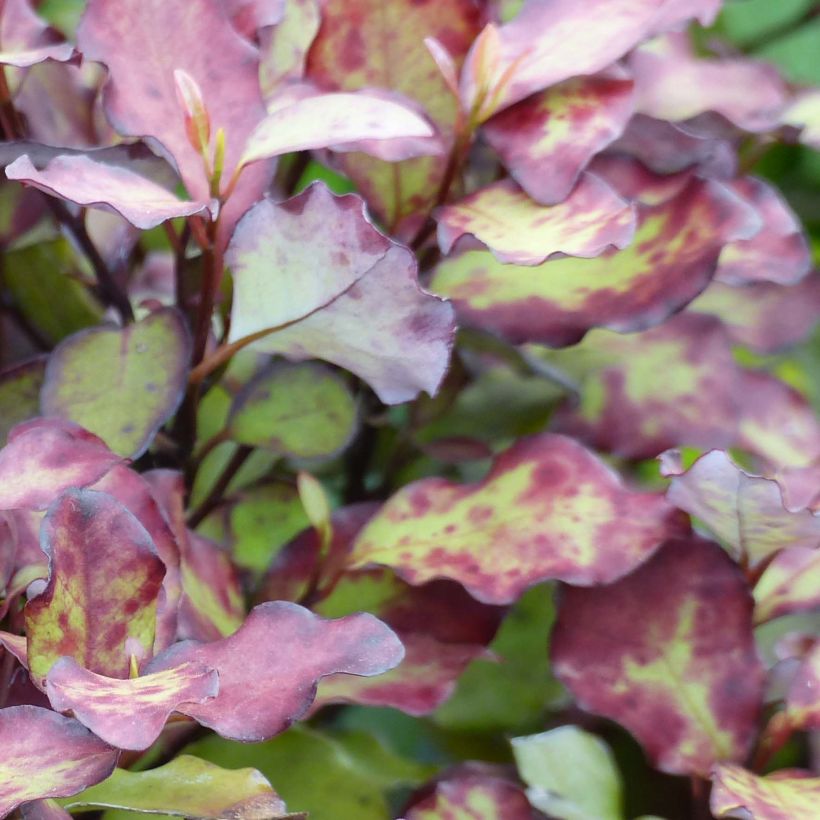 Pseudowintera colorata Red Leopard - Pfefferholz (Foliage)