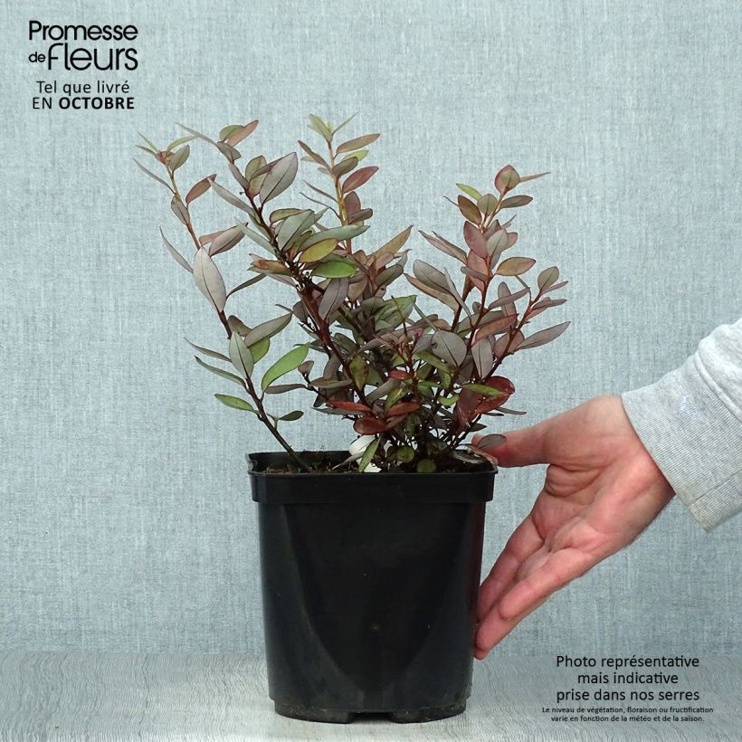 Exemplar von Pseudowintera colorata - Pfefferholz Topf mit 2L/3L wie im Herbst geliefert