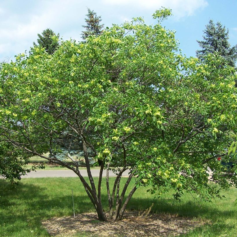 Ptelea trifoliata - Kleeulme (Wuchs)