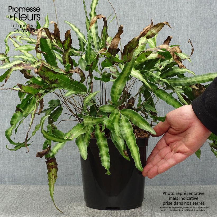 Example of Pteris nipponica - Japanische Saumfarn Topf mit 3L/4L as you get in printemps