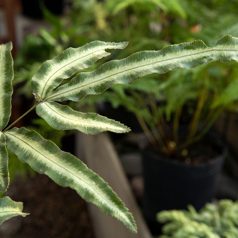 Pteris nipponica - Japanische Saumfarn (Foliage)