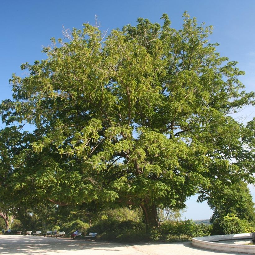 Kaukasische Flügelnuss - Pterocarya fraxinifolia (Wuchs)