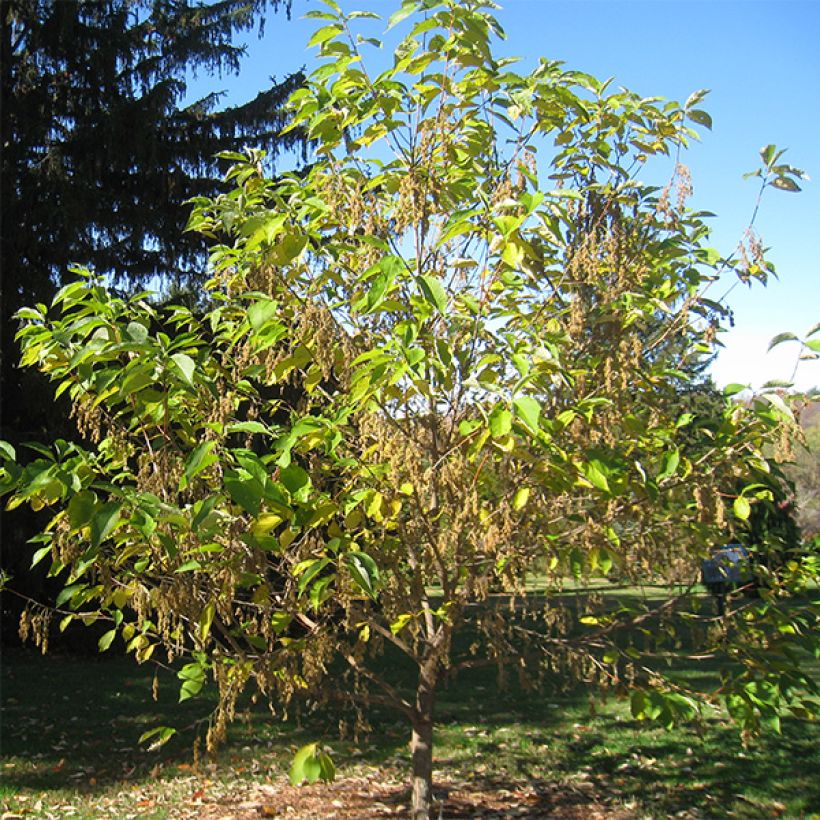 Pterostyrax hispida - Flügelstorax (Wuchs)