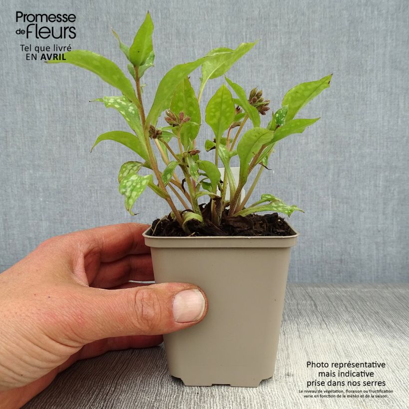 Example of Lungenkraut Shrimps on the Barbie - Pulmonaria Kleine Töpfe von 8/9 cm as you get in printemps