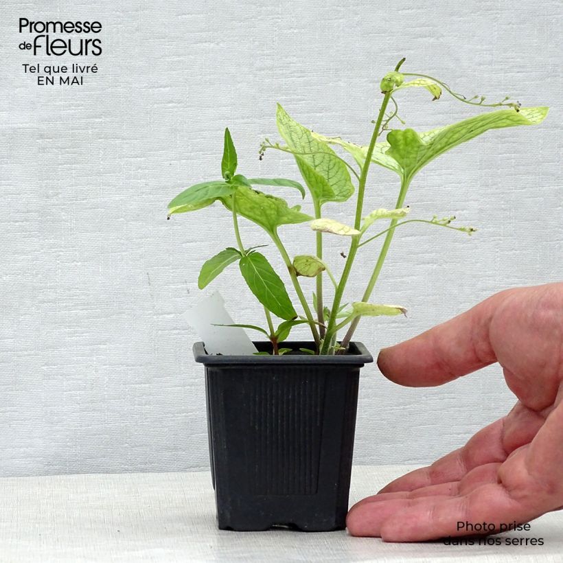 Example of Lungenkraut Silver Bouquet - Pulmonaria Kleine Töpfe von 8/9 cm as you get in printemps