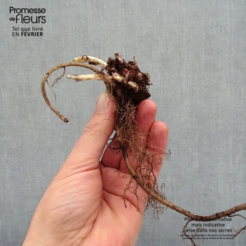 Example of Lungenkraut Silver Bouquet - Pulmonaria Wurzelnackt as you get in hiver