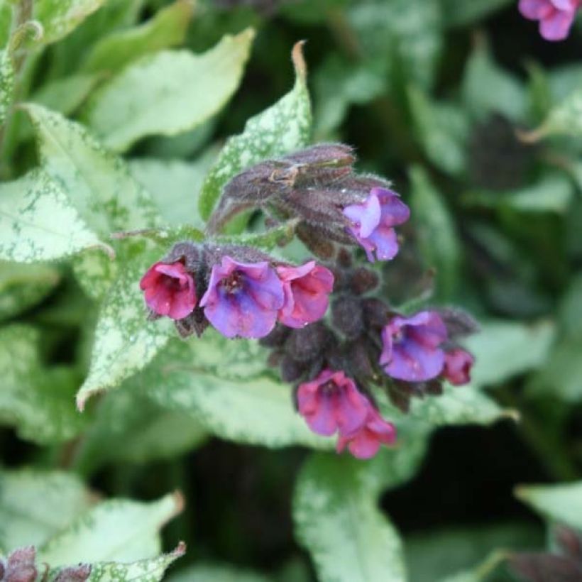 Lungenkraut Majesté - Pulmonaria (Flowering)