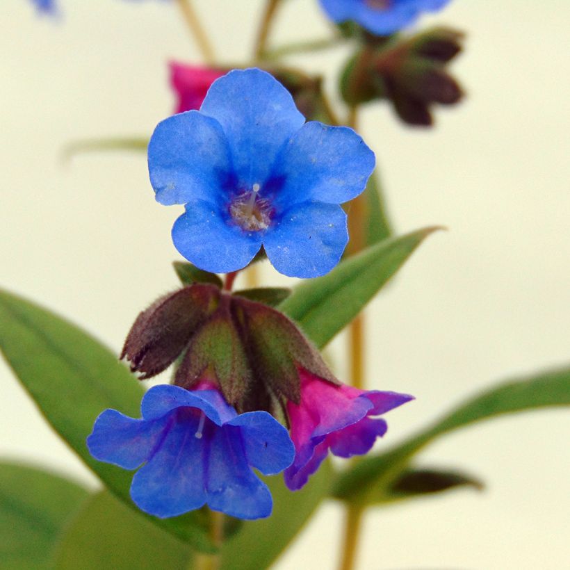 Lungenkraut Blue Ensign - Pulmonaria (Flowering)