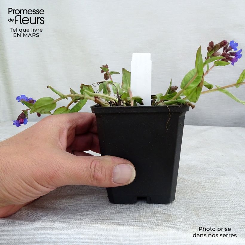 Example of Lungenkraut Blue Ensign - Pulmonaria Kleine Töpfe von 8/9 cm as you get in printemps