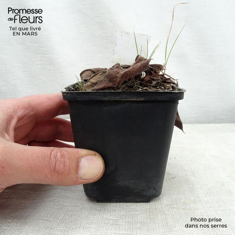 Example of Lungenkraut Diane Clare - Pulmonaria Kleine Töpfe von 8/9 cm as you get in printemps