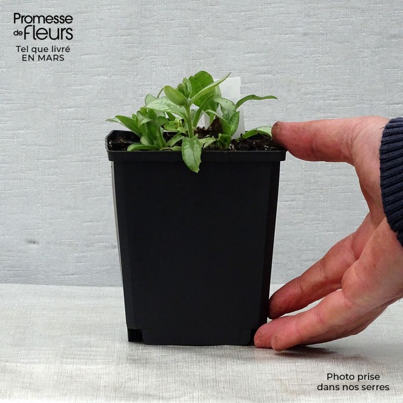 Example of Lungenkraut Majesté - Pulmonaria Kleine Töpfe von 8/9 cm as you get in printemps