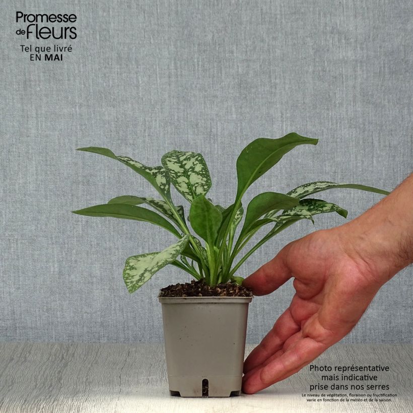 Example of Lungenkraut Opal - Pulmonaria Kleine Töpfe von 8/9 cm as you get in printemps