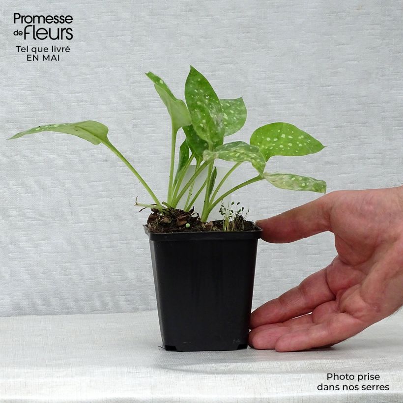 Exemplar von Lungenkraut Sissinghurst White - Pulmonaria Kleine Töpfe von 8/9 cm wie im Frühjahr geliefert